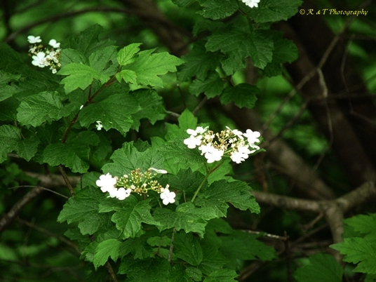 {Viburnum opulus var. opulus}